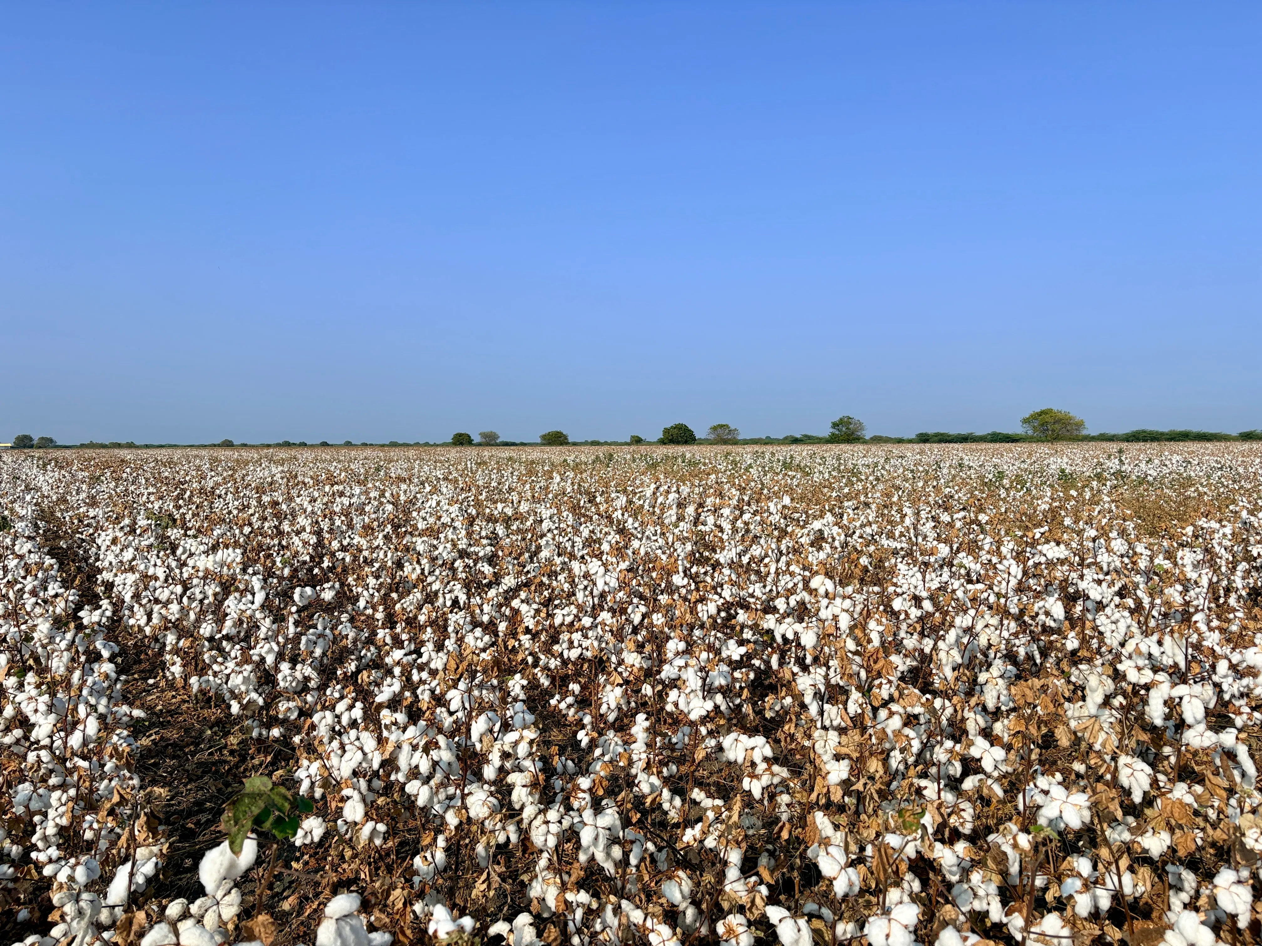 Large cotton farm