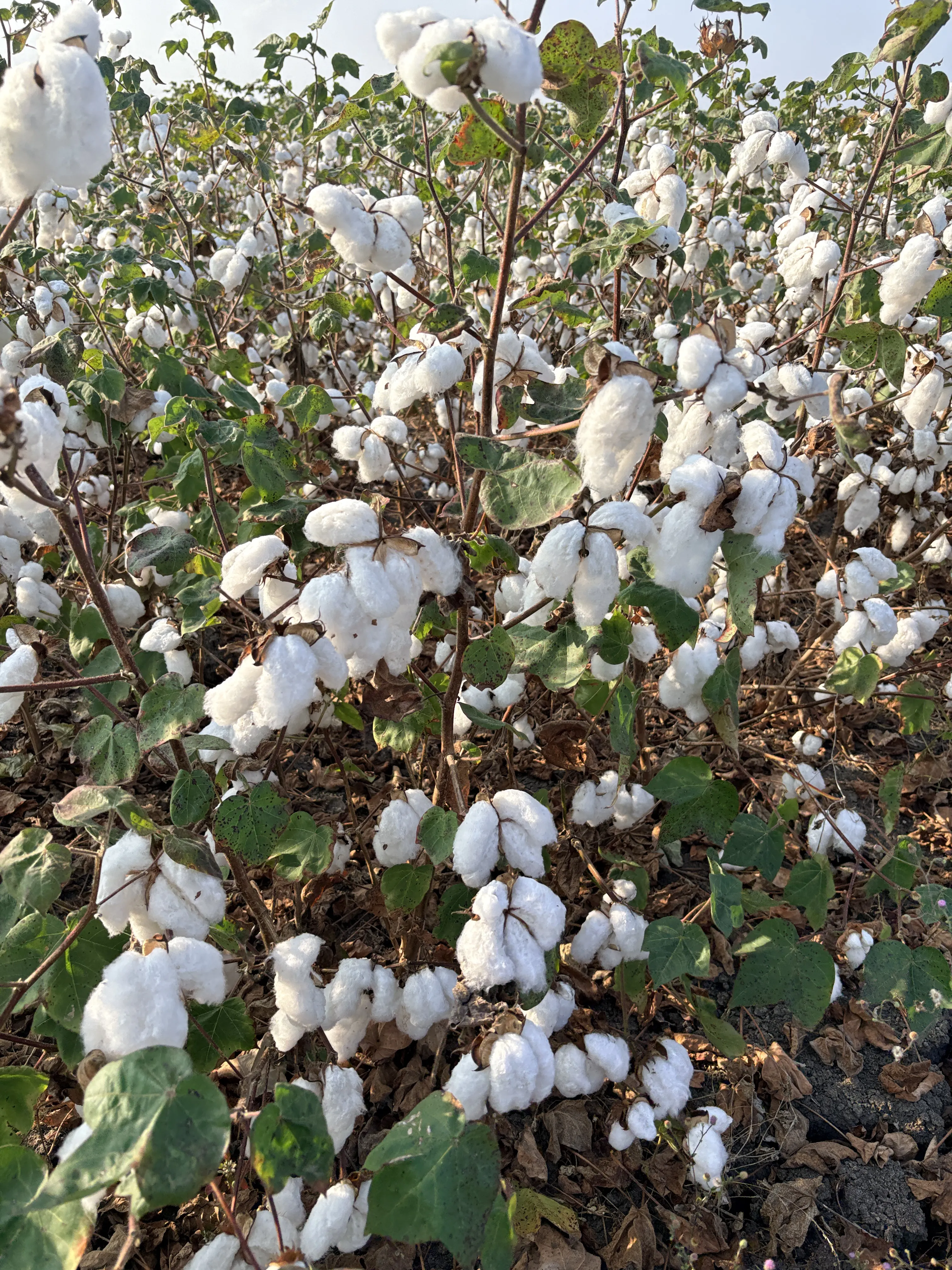 CoAgri Cotton Project