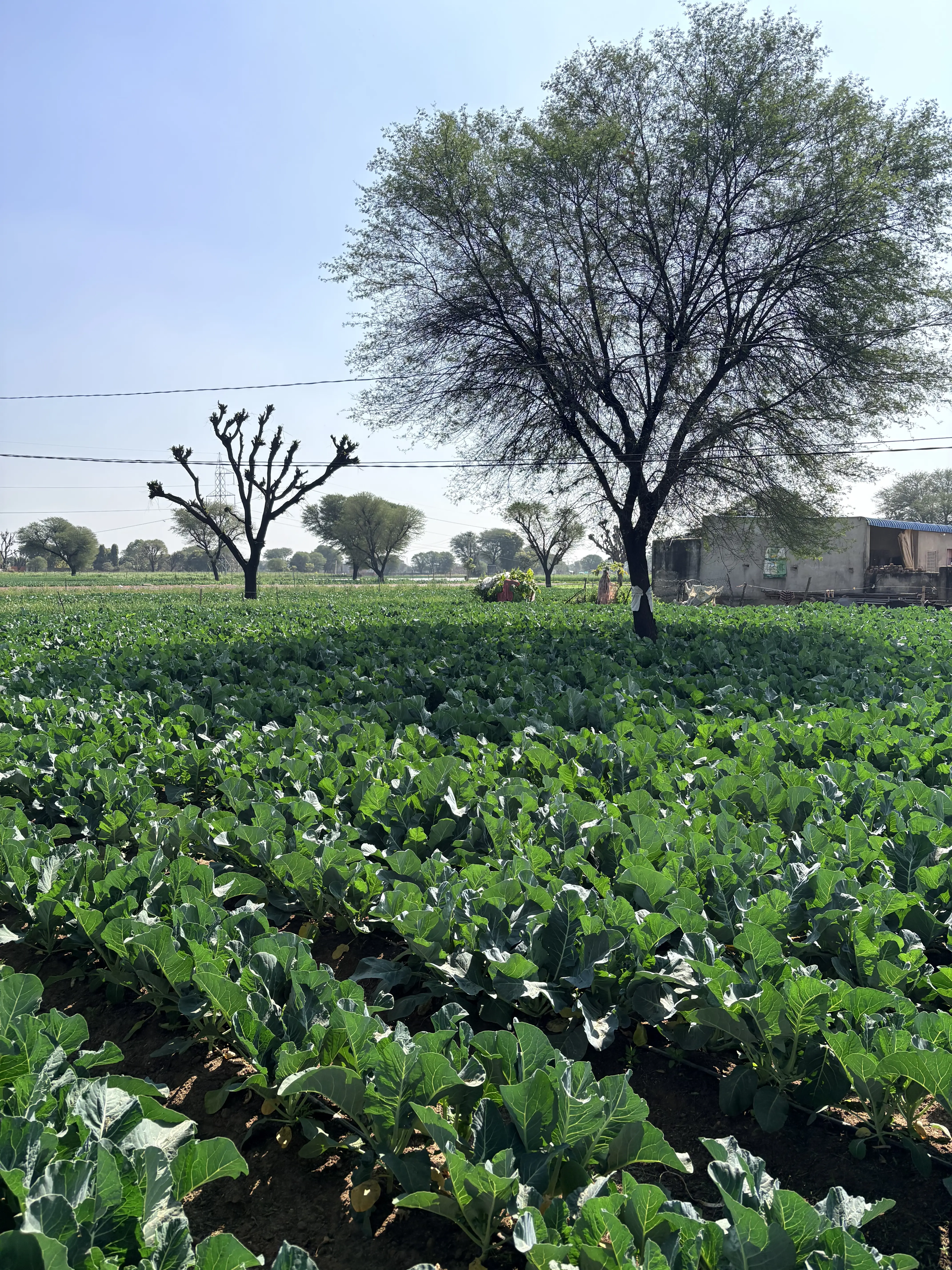 CoAgri mustard crop expansion